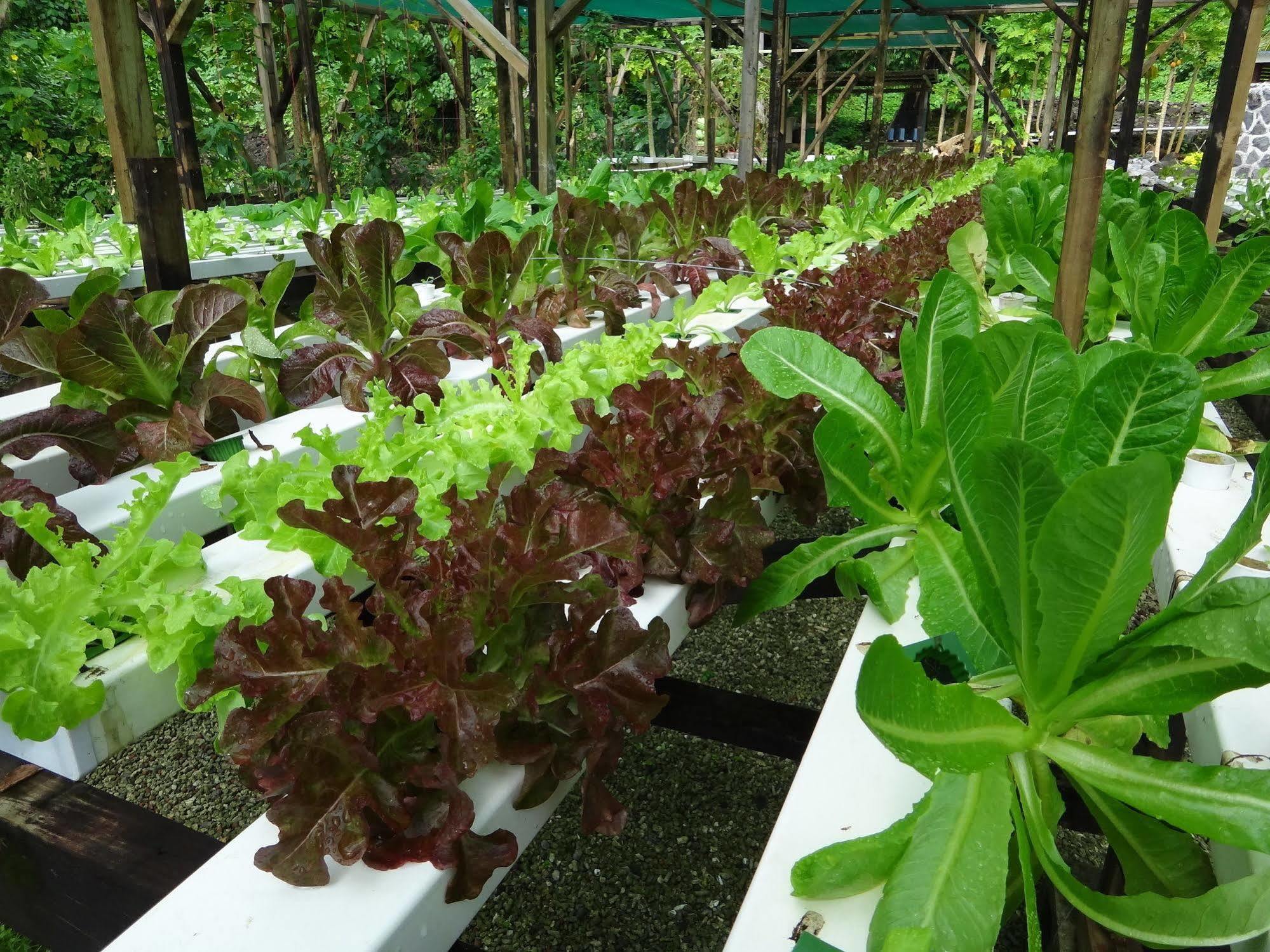 Aganoa Lodge Samoa Salelologa Ngoại thất bức ảnh